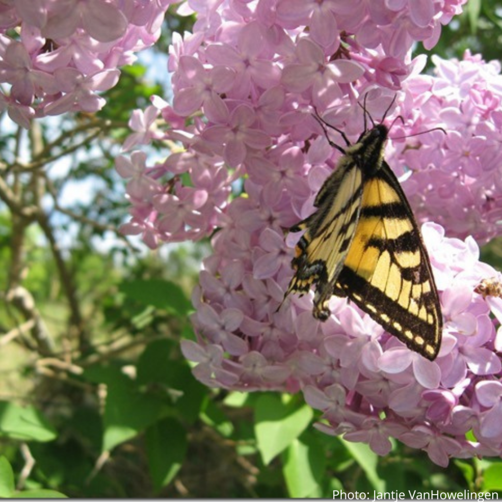 20. Cape Broyle Head Path East Coast Trail